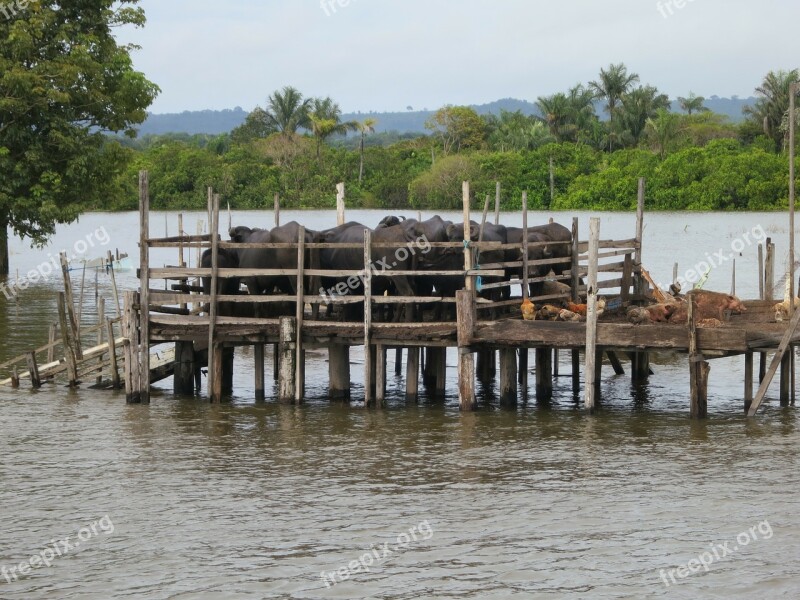 Amazon Water Buffalo Brazil South America Free Photos