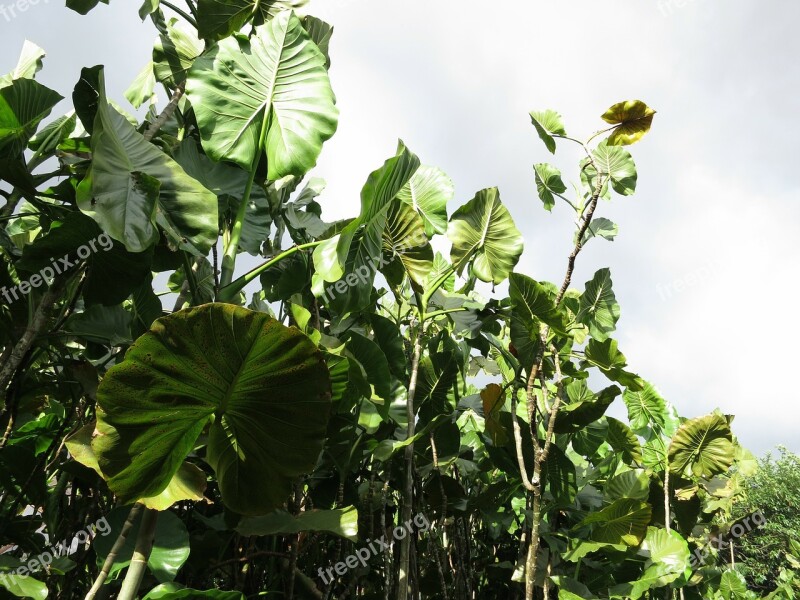 Amazon Brazil Mangroves Free Photos