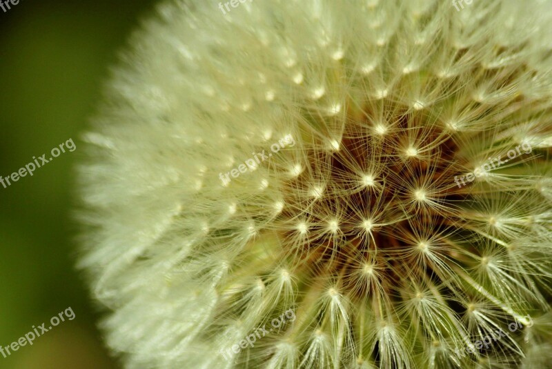 Dandelion Spring Meadow Plant Flower