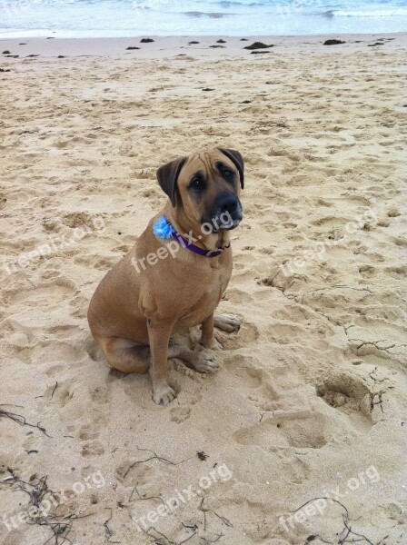 Dog Sad Sitting Shelly Beach Pet