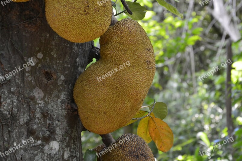 Jaca Artocarpus Heterophyllus Fruit Natures Green