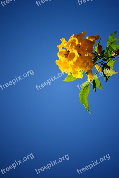 Yellow Flower Blossom Blue Sky Plant Sri Lanka