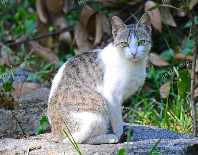 Cat Animal Pet Feline Sri Lanka