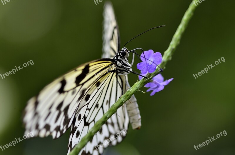 Butterfly Insect Wing Invertebrate Nature