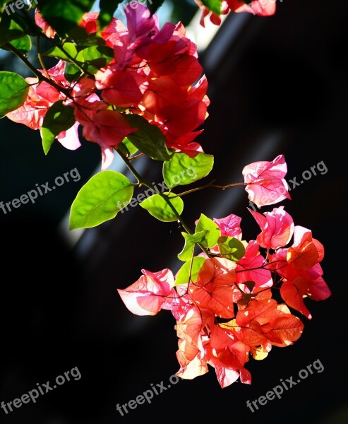 Bougainvillea Flowers Blossoms Nature Garden