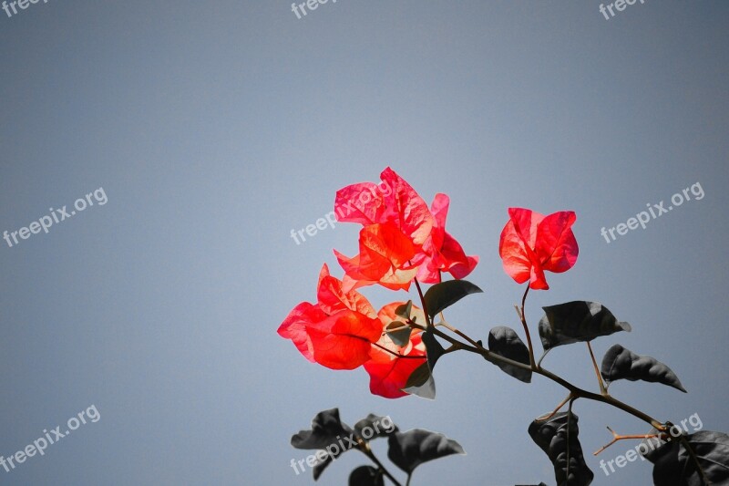 Bougainvillea Flower Sri Lanka Mawanella Ceylon