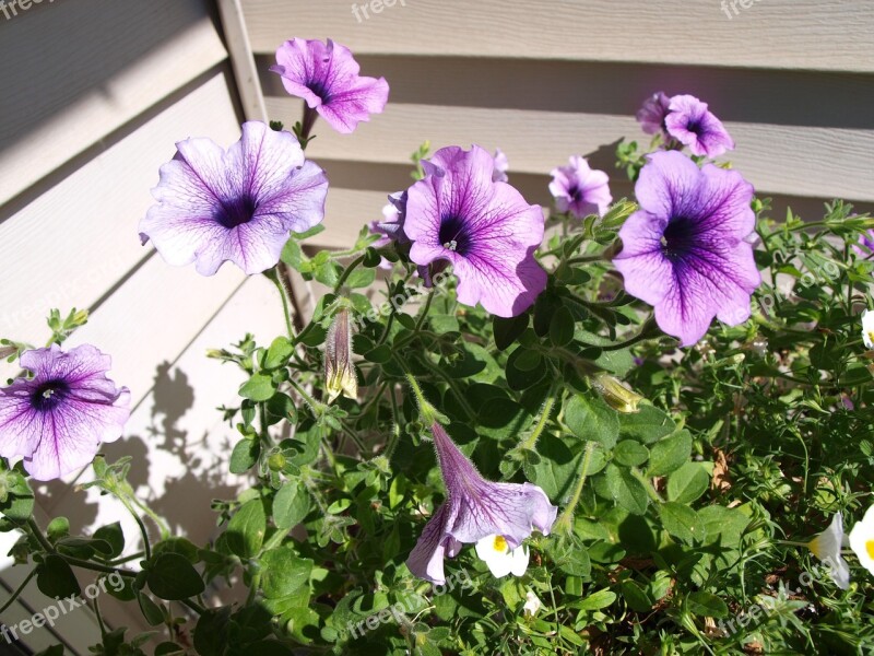 Petunias Flowers Garden Blossom Bloom