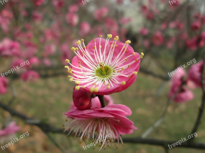 Plum Garden Castle Peak Park Plum Blossom Pink Free Photos