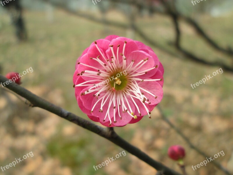 Plum Garden Castle Peak Park Plum Blossom Pink Free Photos