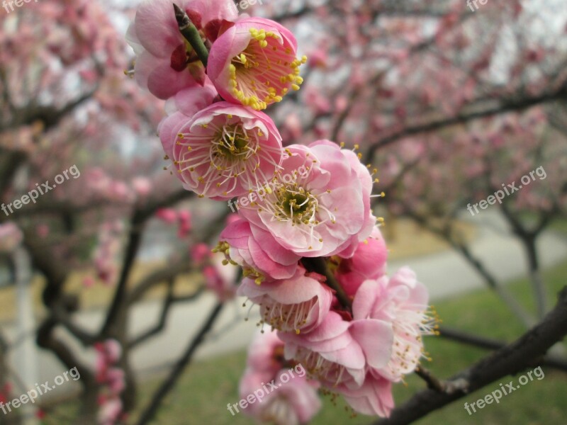 Plum Garden Castle Peak Park Plum Blossom Pink Free Photos