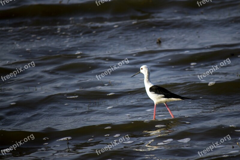 Black-winged Stilt Bird Common Stilt Pied Stilt Himantopus Himantopus