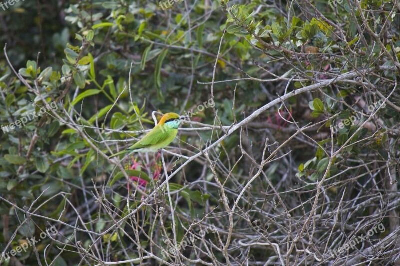 Green Bee-eater Bird Merops Orientalis Little Green Bee-eater Nature