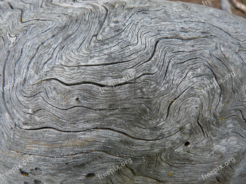 Annual Rings Wood Dry Cracks Tree