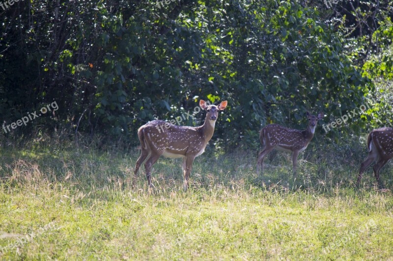 Deer Mammal Brown Wildlife Animals