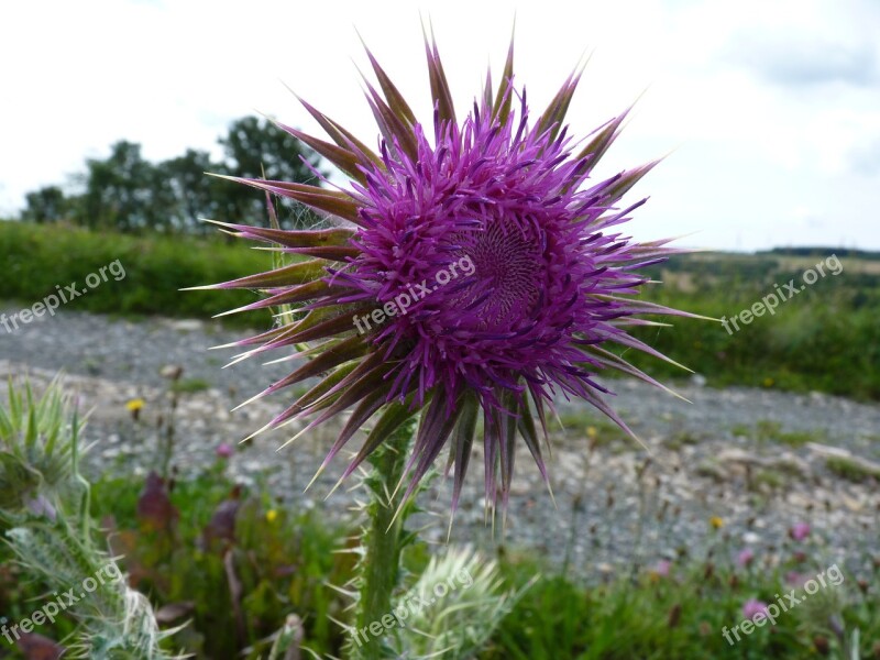 Thistle Purple Plant Spur Nature