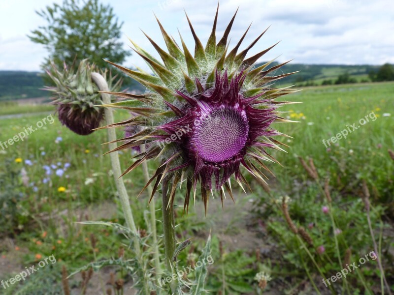 Thistle Purple Plant Spur Nature