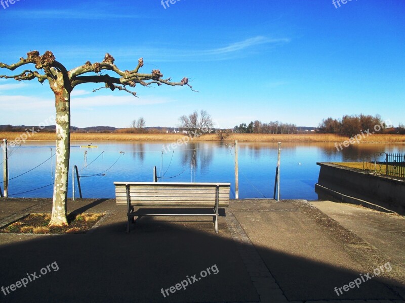 Rhine Bench Sycamore Recovery Rest