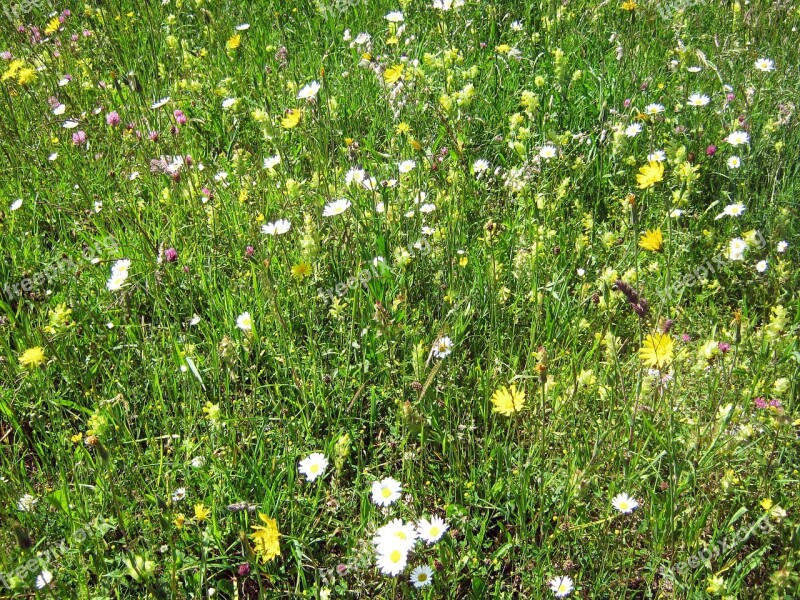 Flower Meadow Mountain Flowers Botanical Flowers Free Photos