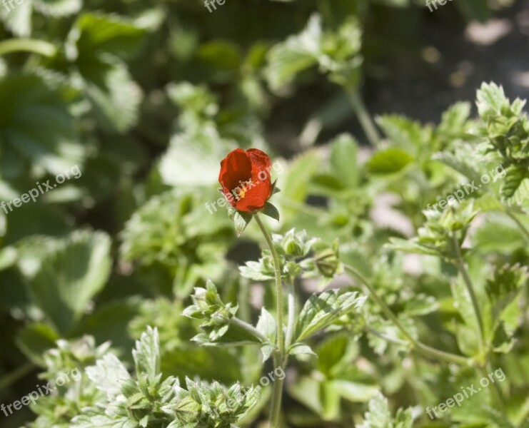 Flower Red Mountain Flowers Garden Botanical