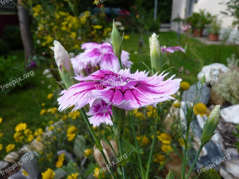 Carnation Blossom Bloom Pink White Free Photos