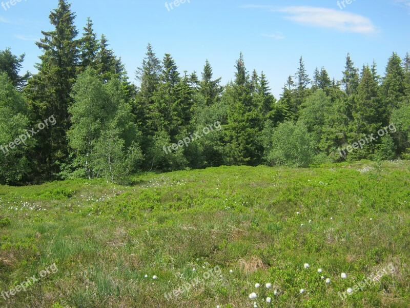 Mountain Meadow Jura Mountain Flowers Flowers Mountains