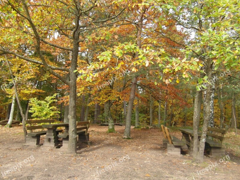 Resting Place Forest Autumn Emerge View