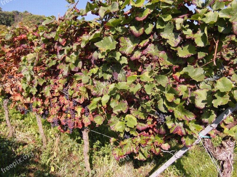 Wine Wine Harvest New Wine Vintage Grapes