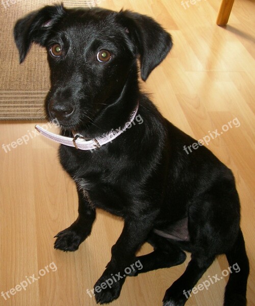 Dog Labrador Small Young Puppy