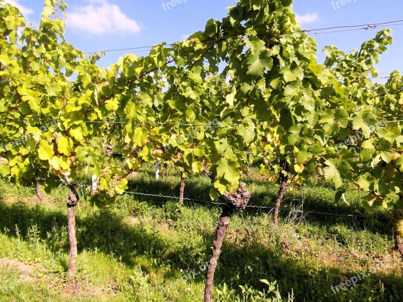 Wine Wine Harvest New Wine Vintage Glass