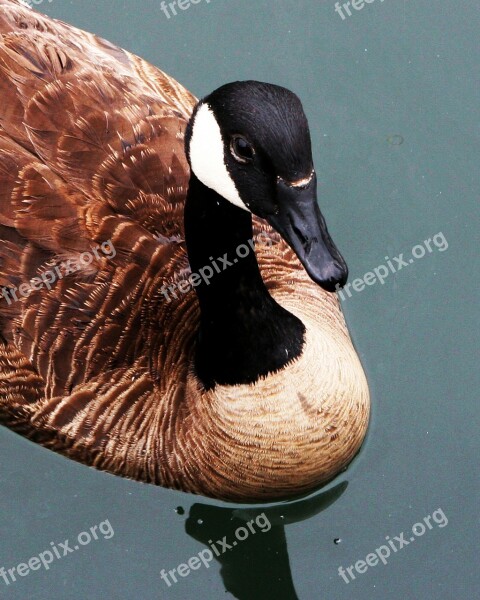 Goose Canadian Canadian Goose Swim Animal