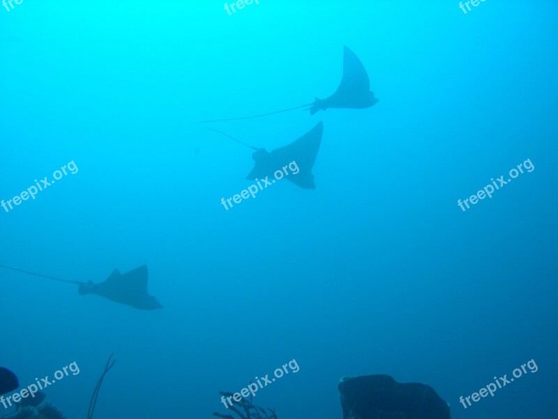 Breed Fish Races Sulawesi Walea