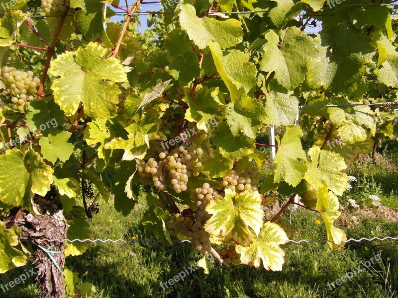 Wine Wine Harvest New Wine Vintage Vineyards