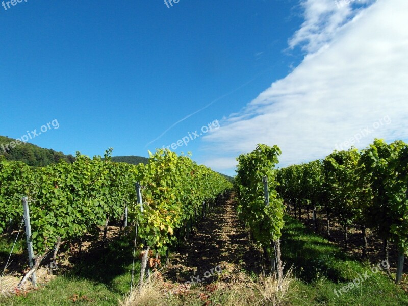 Wine Wine Harvest New Wine Vintage Vineyards