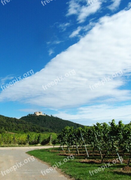 Wine Wine Harvest New Wine Vintage Vineyards