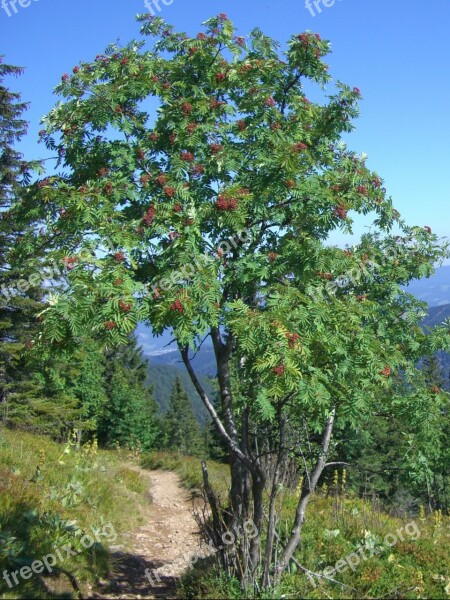 Mountain Ash Rowan Berries Red Sky