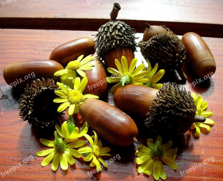 Chamomile Acorns Flower Yellow Day