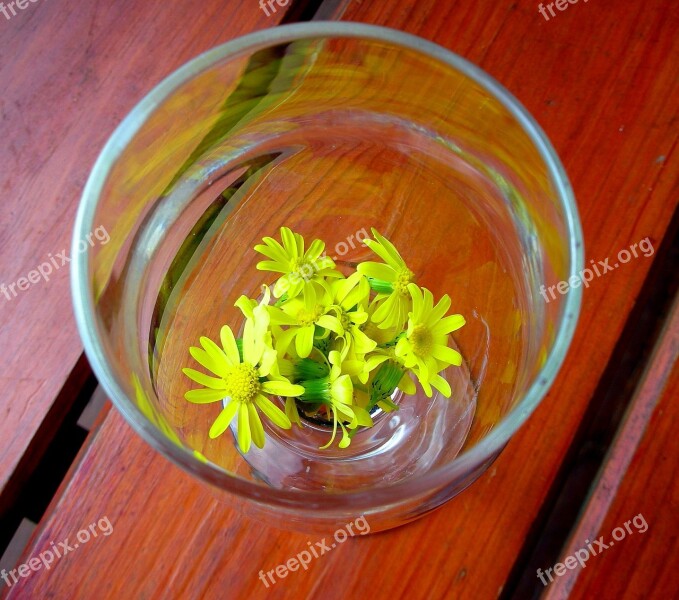 Glass Flower Yellow Daisy Yellow Flowers