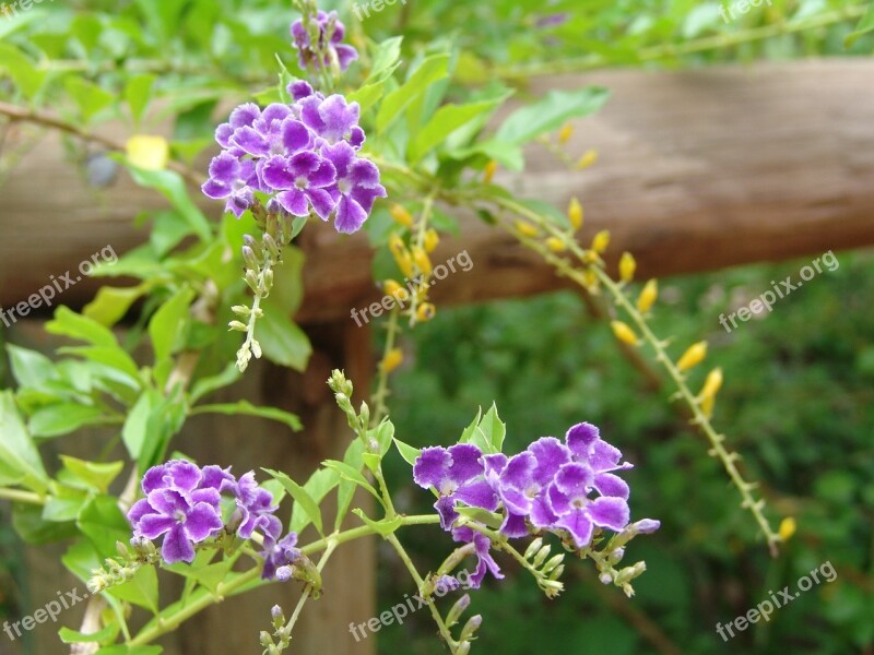 Flowers Tropical Color Purple Free Photos