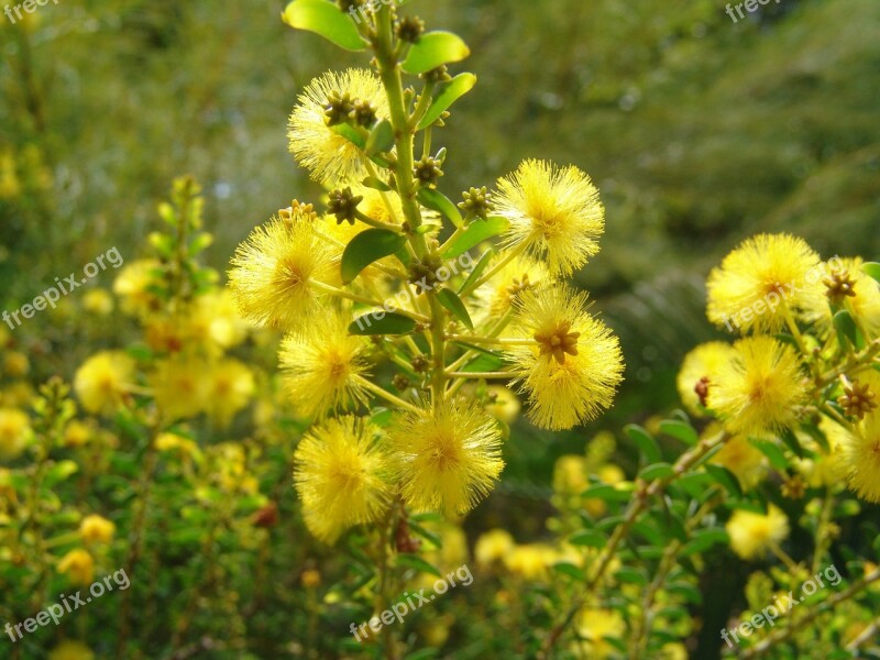 Flowers Tropical Color Yellow Free Photos