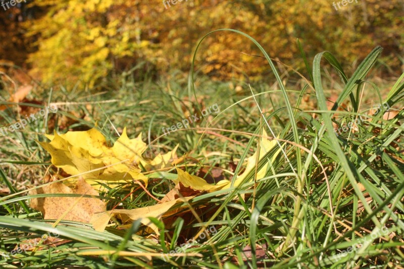 Forest Floor Leaves Autumn Bright Fall Color