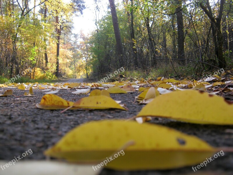 Gone With The Wind Road Forest Floor Leaves Autumn