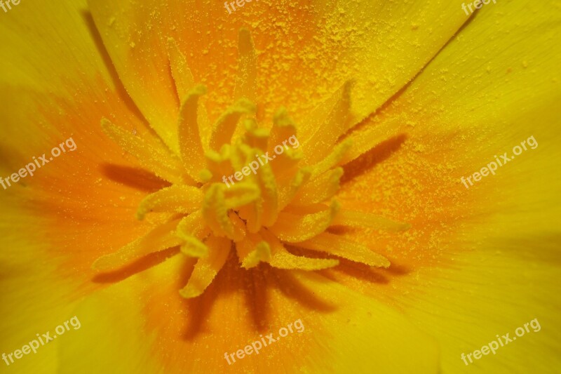 Macro Blossom Bloom Golden Eyes Small Flower