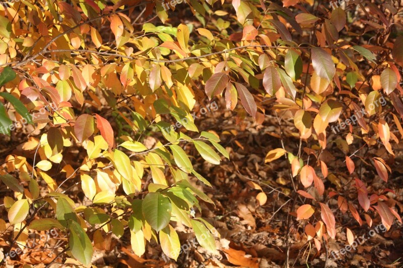 Autumn Leaves Red Gold Shiny Fall Color