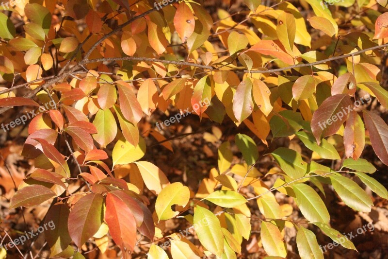 Autumn Leaves Shiny Fall Color Emerge