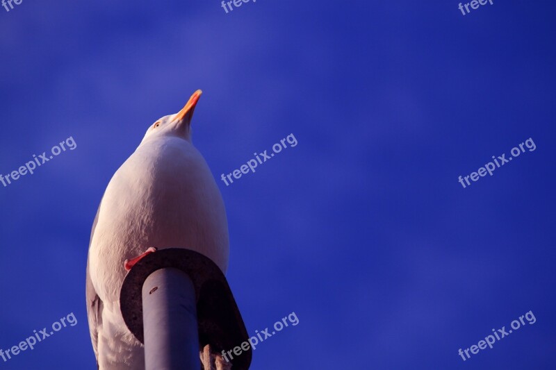 Seagull Gulls Sky Vacations Bird