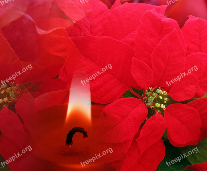 Decoration Christmas Background Red Poinsettia