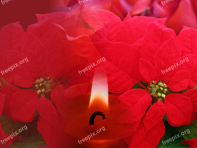 Decoration Christmas Background Red Poinsettia