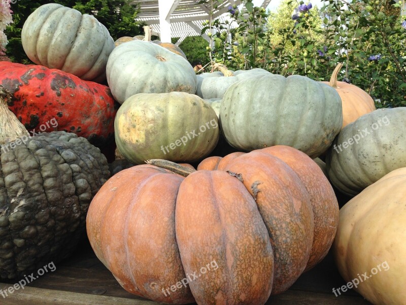 Pumpkin Autumn Fall November October