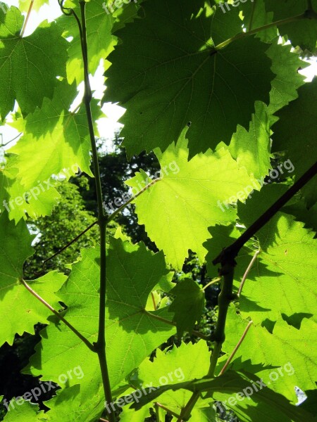 Wine Vine Leaves Sunny Background Green