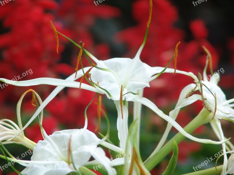 Flowers Tropical Color Garden Botanical